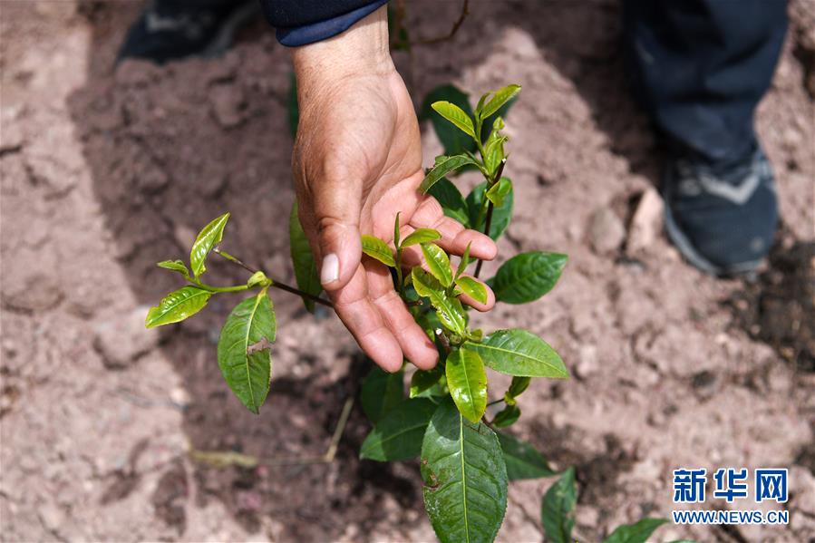 （西藏昌都解放70周年&middot;圖文互動(dòng)）（2）&ldquo;我有一個(gè)植樹(shù)夢(mèng)&rdquo;&mdash;&mdash;扎西旺堆和他的&ldquo;綠色家園&rdquo;