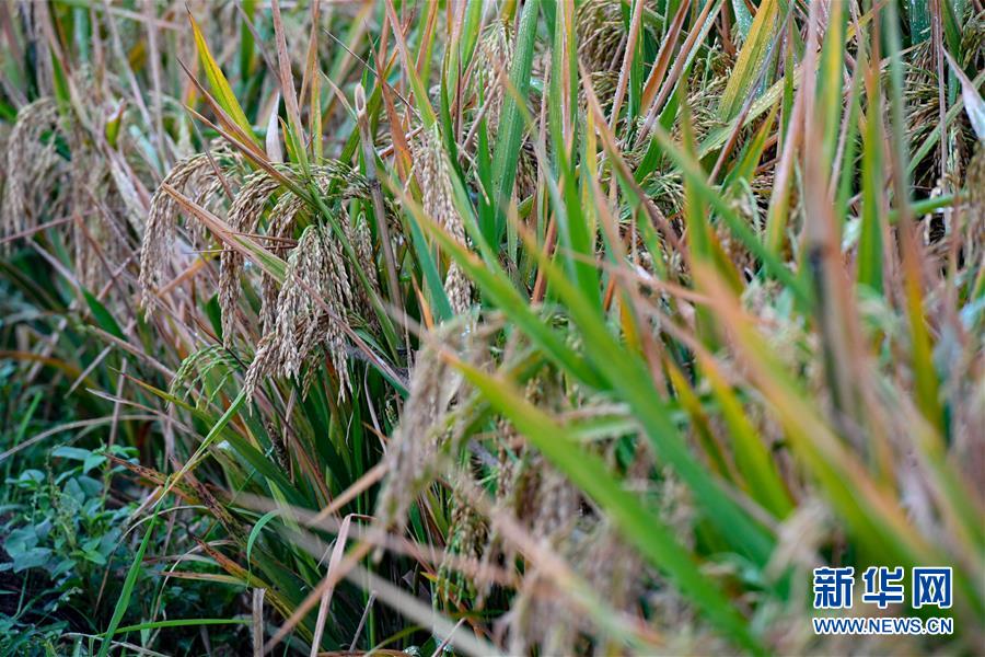 （圖文互動）（5）袁隆平團(tuán)隊(duì)雜交水稻雙季畝產(chǎn)突破1500公斤