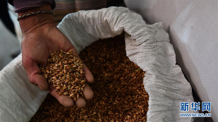 （新華全媒頭條&middot;圖文互動(dòng)）（11）愿做高原一粒種 化作金穗撒人間&mdash;&mdash;追記我國(guó)青稞研究專家尼瑪扎西