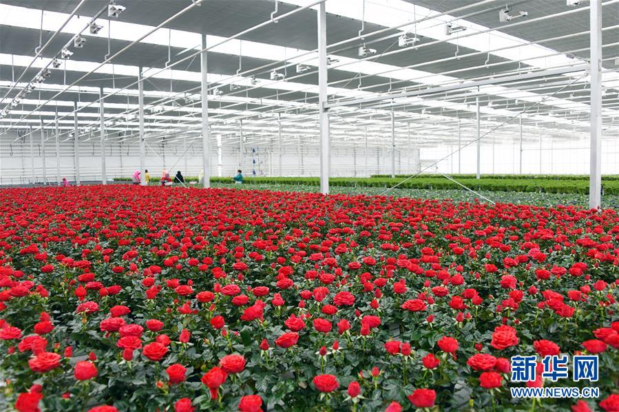 （五中全會精神在基層&middot;圖文互動）（2）從黃土荒坡到萬畝良田&mdash;&mdash;蘭州新區(qū)現(xiàn)代農(nóng)業(yè)發(fā)展&ldquo;變奏曲&rdquo;