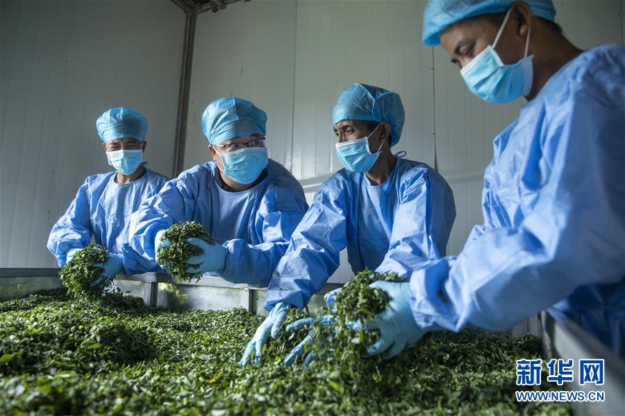 (鄉(xiāng)村振興·圖文互動)(2)涼山深處有“黃金”