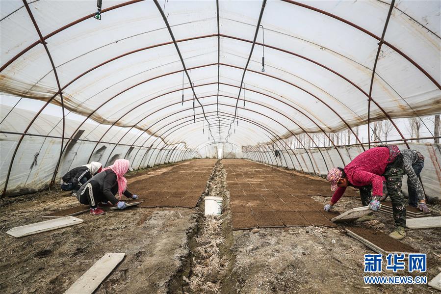 (在習近平新時代中國特色社會主義思想指引下——新時代新作為新篇章·習近平總書記關(guān)切事·圖文互動)(6)春耕忙 信心足——谷雨時節(jié)走馬東北直擊糧事