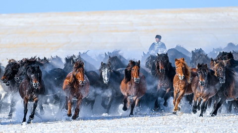 駿馬追風(fēng)揚(yáng)氣魄