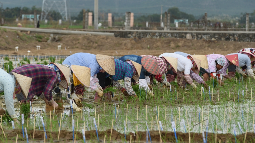 海南農(nóng)墾：農(nóng)業(yè)&ldquo;國(guó)家隊(duì)&rdquo;打贏改革&ldquo;翻身仗&rdquo;