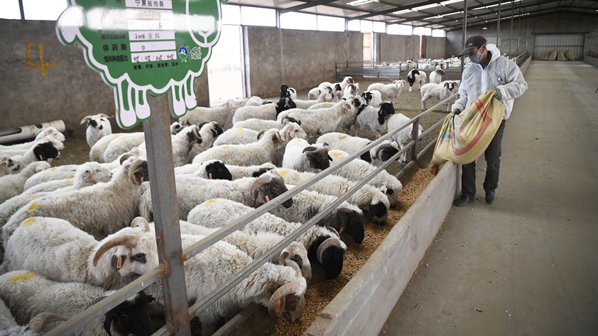 厚植產(chǎn)業(yè)根基 巧用金融工具&mdash;&mdash;寧夏鹽池縣脫貧紀(jì)實(shí)