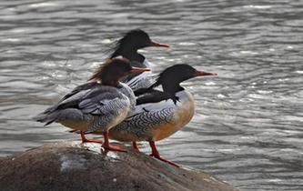 &ldquo;鳥中大熊貓&rdquo;中華秋沙鴨現(xiàn)身江西靖安