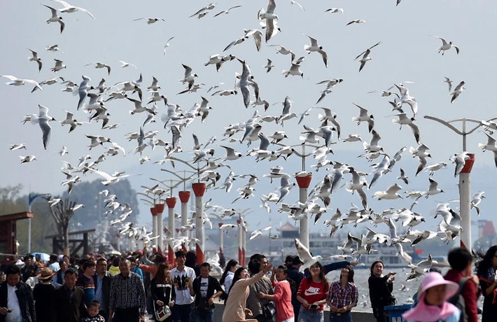 生態(tài)中國(guó)&middot;七彩云南四時(shí)春