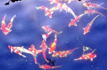 小錦鯉&ldquo;游&rdquo;出大產業(yè)