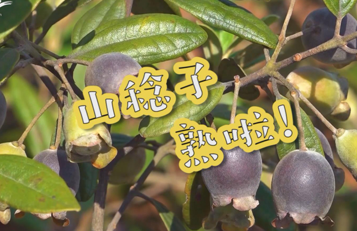 走向我們的小康生活丨山稔子熟啦！