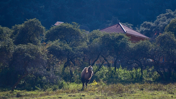 青?？?yáng)村：&ldquo;光棍村&rdquo;的華麗轉(zhuǎn)身