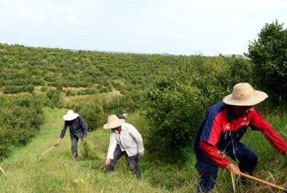 &ldquo;一畝油茶百斤油，又娶媳婦又蓋樓&rdquo;&mdash;&mdash;河南光山走上生態(tài)富民路