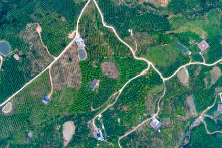 金沙江畔新華坪：黑色轉(zhuǎn)綠色，荒山變金山