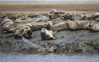 斑海豹洄游棲息遼河入?？? />  
<div>斑海豹洄游棲息遼河入?？?/div>
</a> 
</div>
<div   id=