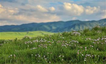 原子城：鮮花開(kāi)滿草原