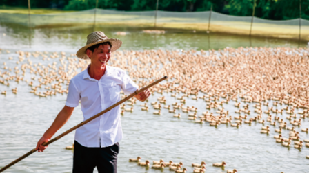 金黃滿塘樂(lè)開(kāi)懷