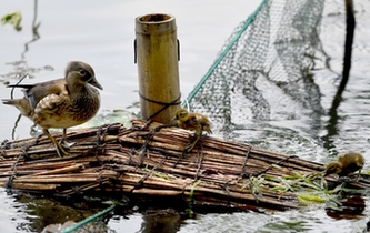 超有愛！西湖里的鴛鴦&ldquo;愛心橋&rdquo;升級