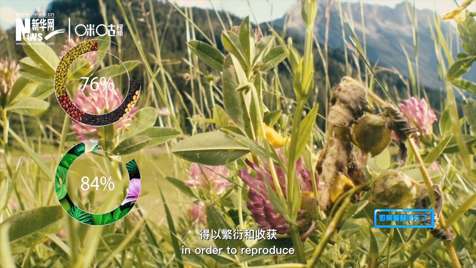 世界上百分之七十六的糧食作物和百分之八十四的植物，通過(guò)蜜蜂傳授花粉得以繁衍和收獲