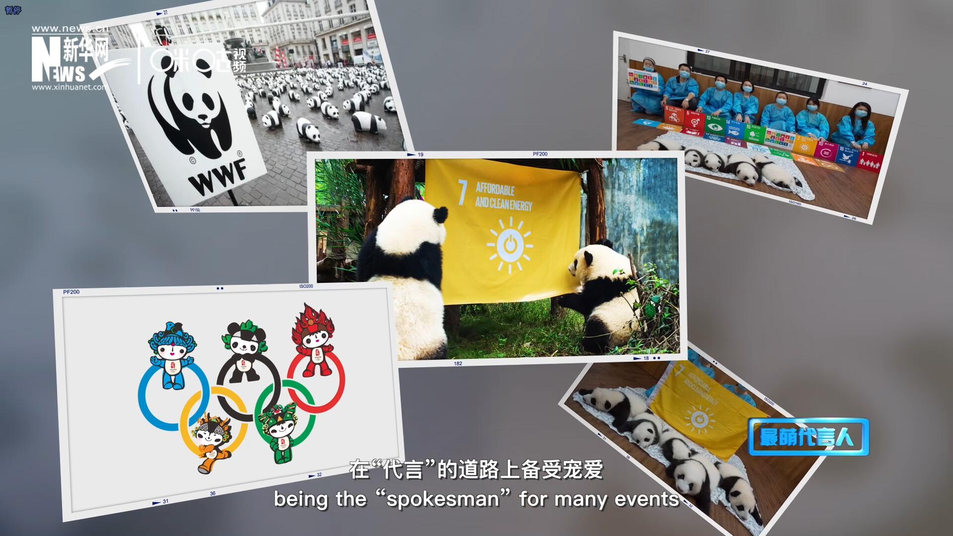 大熊貓?jiān)谑澜绺鞯厝Ψ蹮o數(shù)，在&ldquo;代言&rdquo;的道路上備受寵愛。