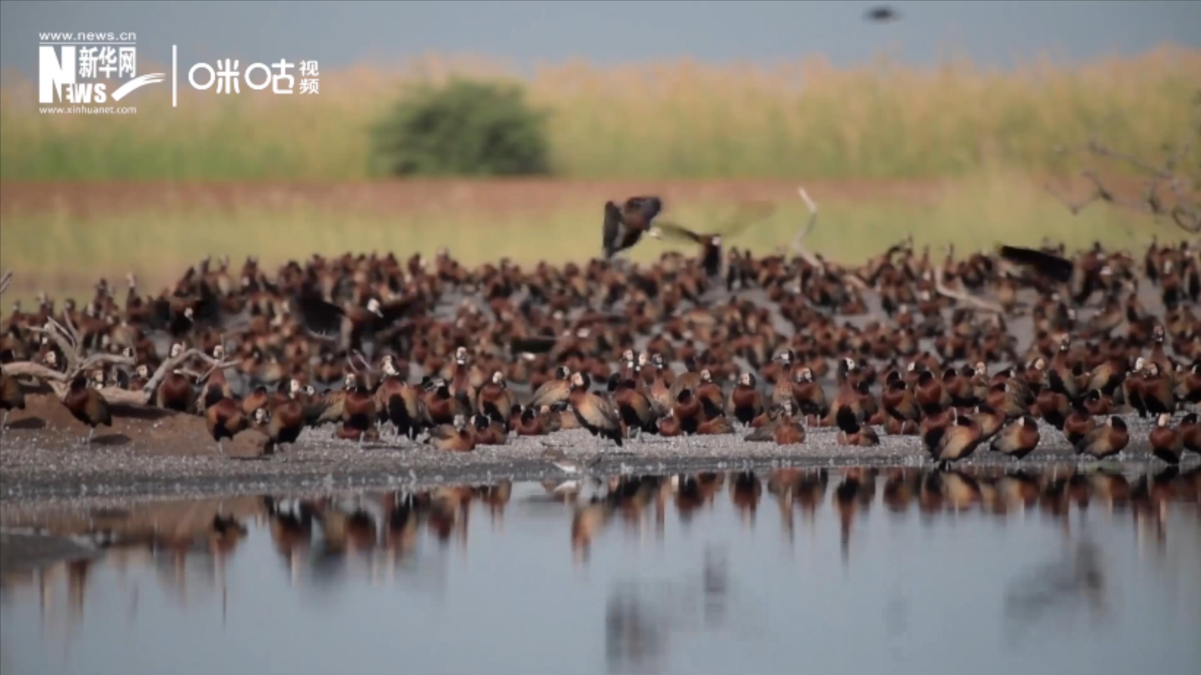 候鳥將人類、生態(tài)系統(tǒng)和世界各國(guó)連在一起