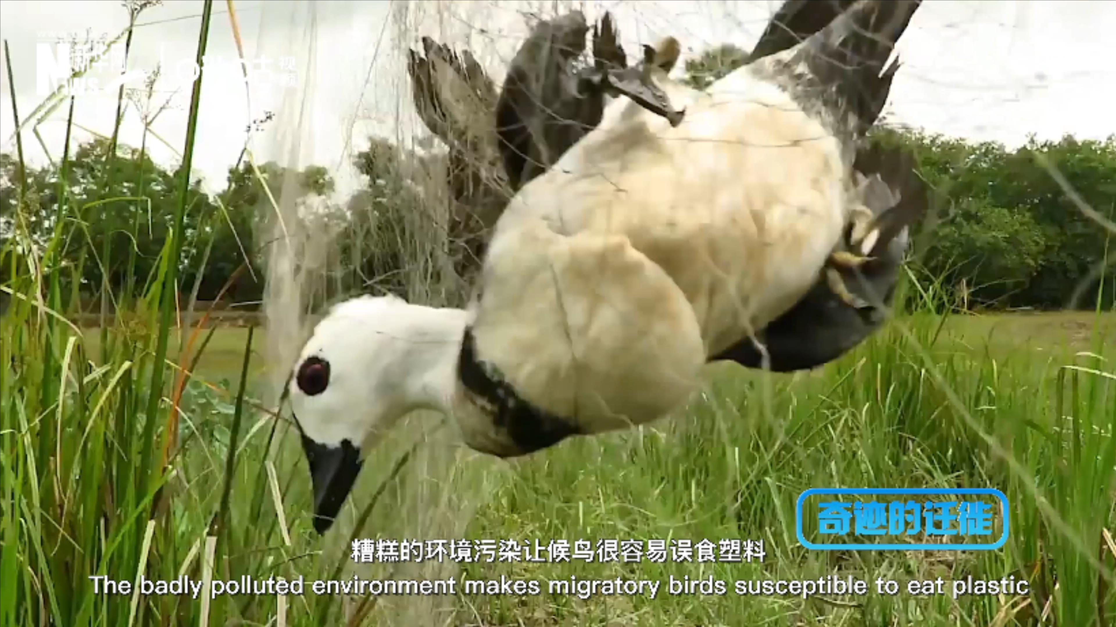 棲息地減少、環(huán)境污染、捕殺正威脅著候鳥的生存