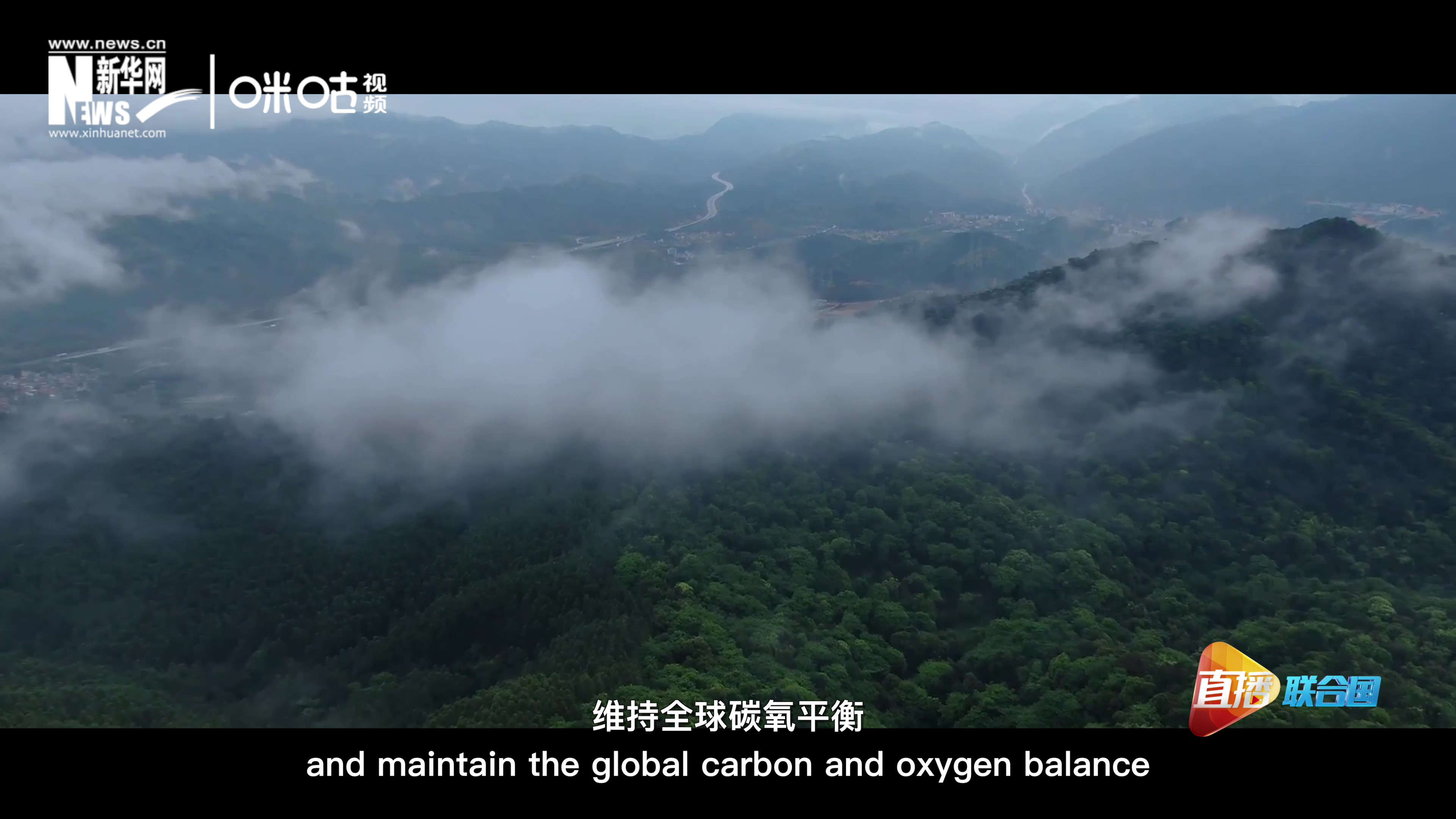 森林的碳匯可以協(xié)助減緩氣候變化，維持全球碳氧平衡