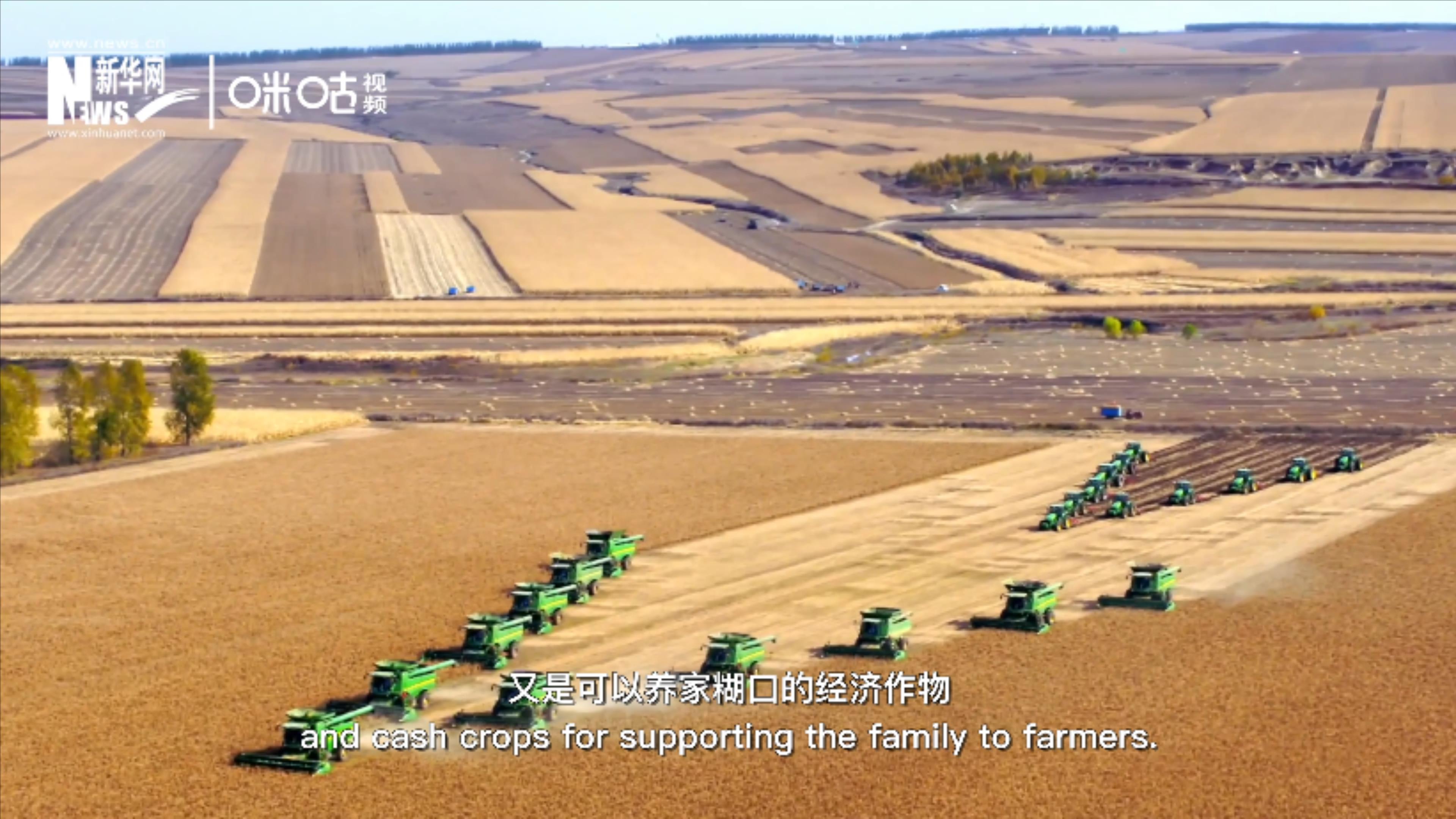 豆類既是可以擺上餐桌的食物，又是可以養(yǎng)家糊口的經(jīng)濟(jì)作物