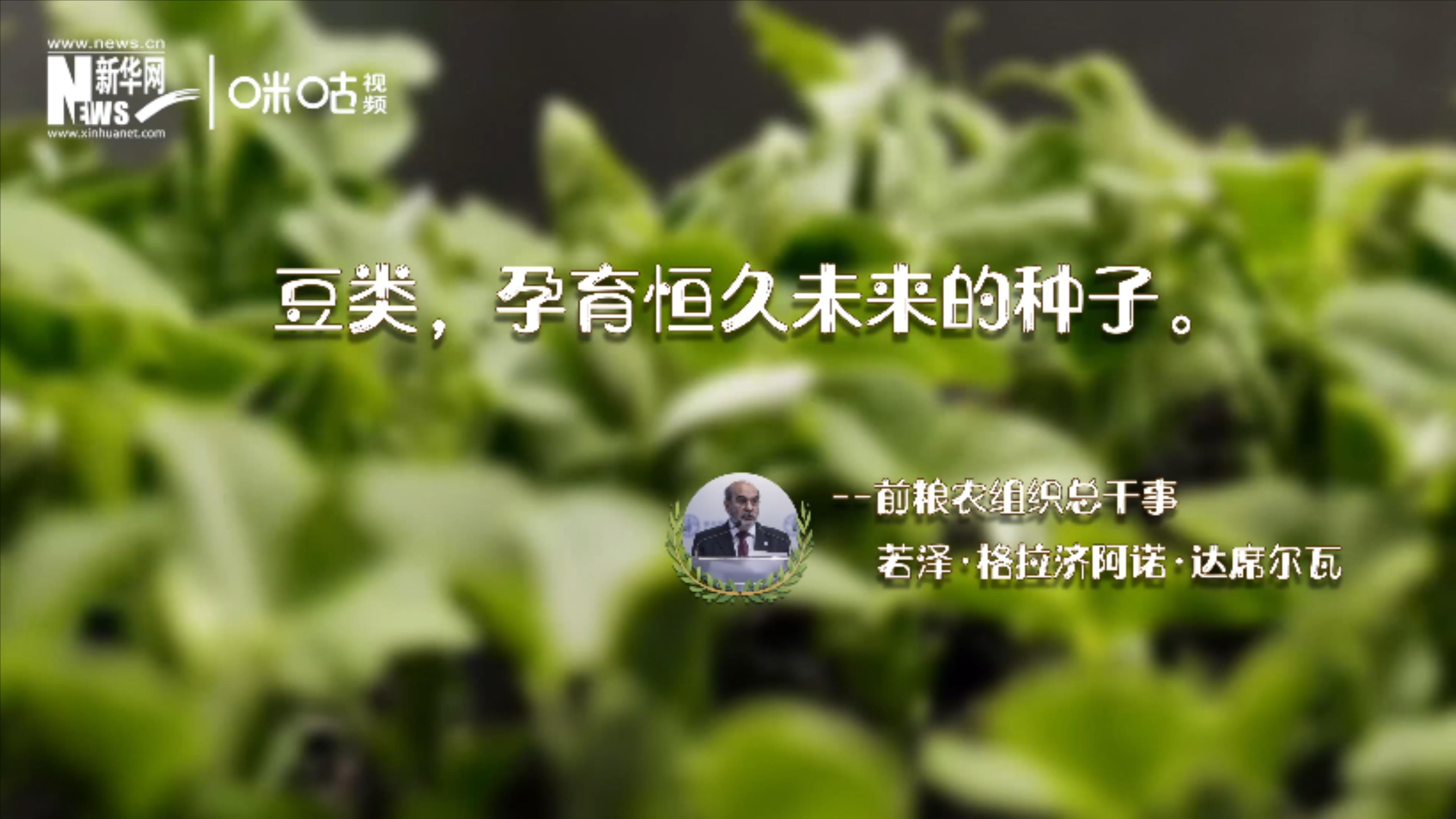 豆類，孕育恒久未來的種子