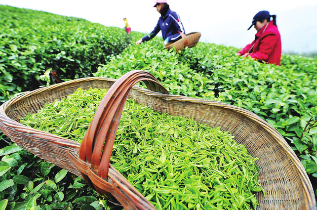 西湖龍井像LV包，原因在這里