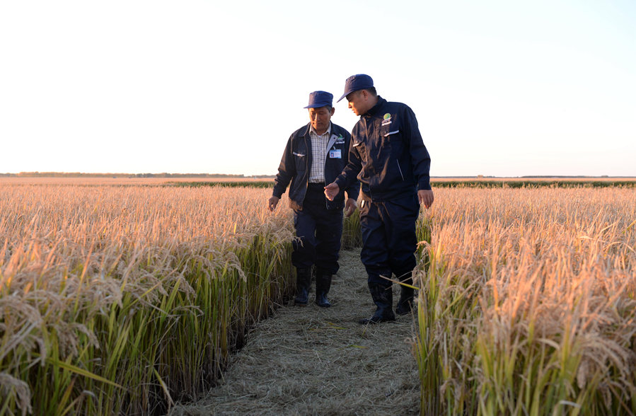新華微評：讀懂&ldquo;一碗米&rdquo;的分量