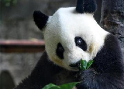 熊貓&ldquo;巴斯&rdquo;35歲華誕慶典