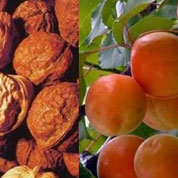 泰山核桃、紅玉杏