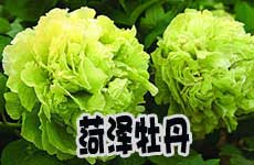 推薦地一:菏澤