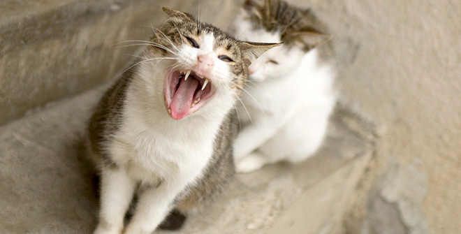 你見過這樣的腹黑貓嗎？