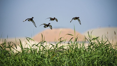 生態(tài)中國(guó)&middot;塞上江南沙水依