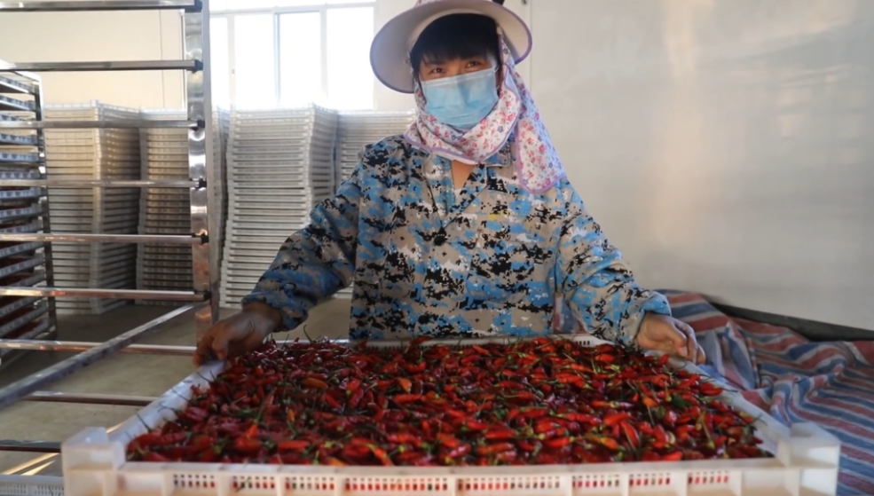 你怎么&ldquo;辣&rdquo;么好看！小辣椒映紅脫貧路