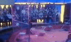 驚險(xiǎn)！ 俄馴獸師遭失控獅子撲咬