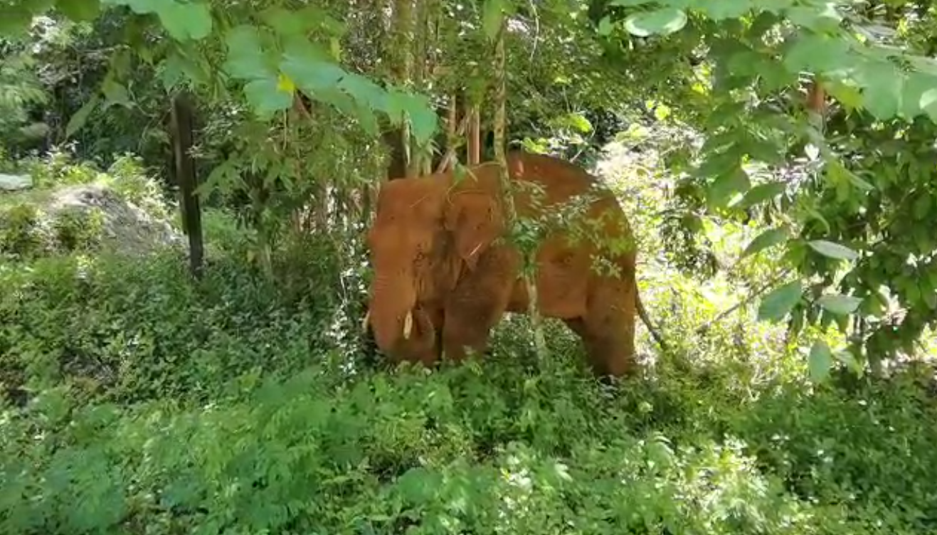 離群32天！云南北移離群獨象安全回家 專家詳解獨象&ldquo;南歸&rdquo;