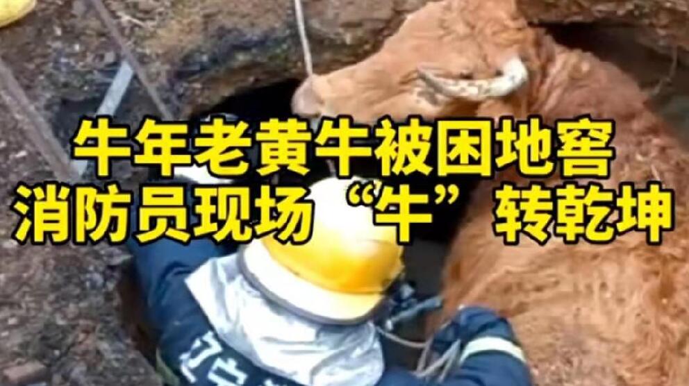 牛年老黃牛被困地窖，消防員現(xiàn)場&ldquo;牛&rdquo;轉乾坤！
