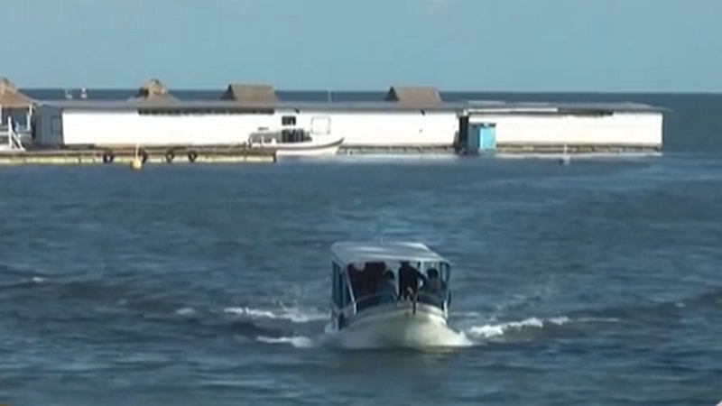 整頓！ 非法營業(yè) 印尼巴厘島解救七只寬吻海豚