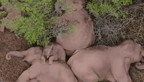 &ldquo;象&rdquo;往何處？ 亞洲象的&ldquo;正確睡姿&rdquo;什么樣？