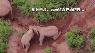 &ldquo;象&rdquo;往何方？野象群持續(xù)向南行進