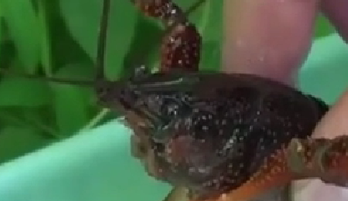 封殺！ 日本擬將小龍蝦指定為外來入侵物種