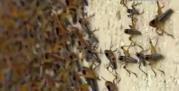 恐怖！ 漫天飛舞 俄邊疆區(qū)遭蝗蟲、瓢蟲侵襲