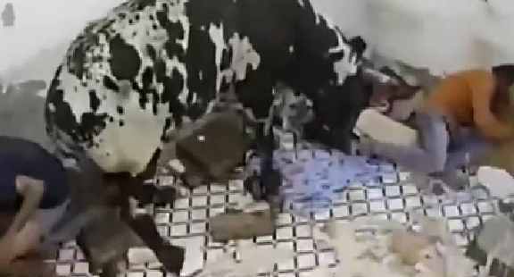 驚嚇！ 印度公牛打架沖進(jìn)屋子 男子奪門而出