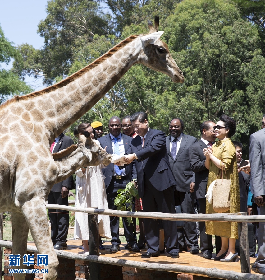 12月2日，國家主席習(xí)近平在津巴布韋考察野生動物救助基地。在基地負(fù)責(zé)人陪同下，習(xí)近平和夫人彭麗媛察看了基地救助的野生動物，并給大象、長頸鹿遞喂水果、樹葉。新華社記者 黃敬文 攝 