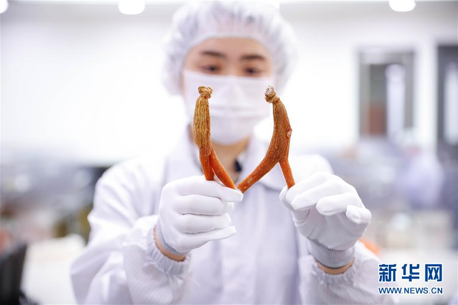 (國(guó)際·一周看天下)高麗參