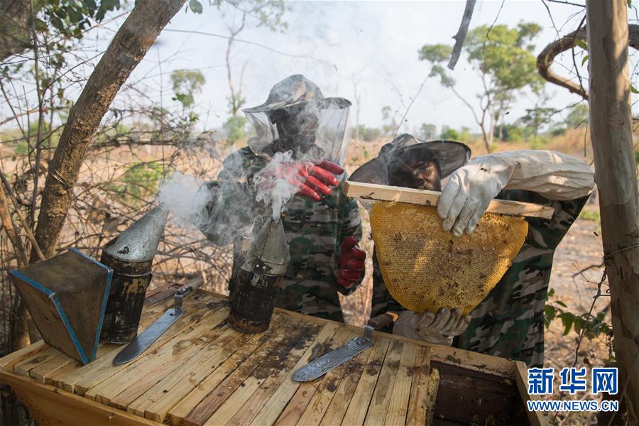 (國(guó)際·聚焦進(jìn)口博覽會(huì)·圖文互動(dòng))(4)通訊:贊比亞蜂蜜企業(yè)欲借進(jìn)博會(huì)開拓中國(guó)市場(chǎng)