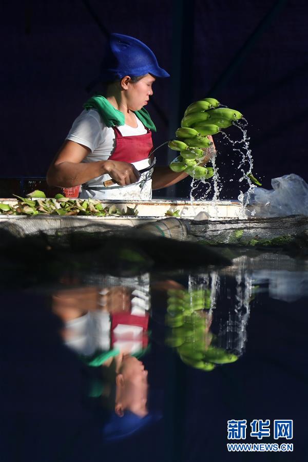 （國(guó)際&middot;圖文互動(dòng)）（2）菲律賓香蕉&ldquo;北上&rdquo;記