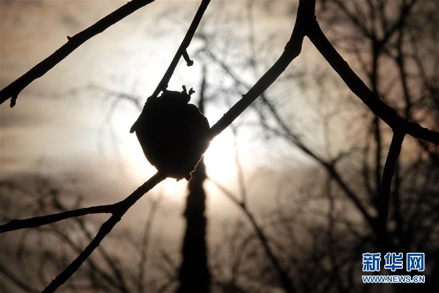 （國(guó)際&middot;圖文互動(dòng)）（10）一場(chǎng)山火，讓這個(gè)冬天格外冷&mdash;&mdash;探訪美國(guó)加州山火災(zāi)區(qū)