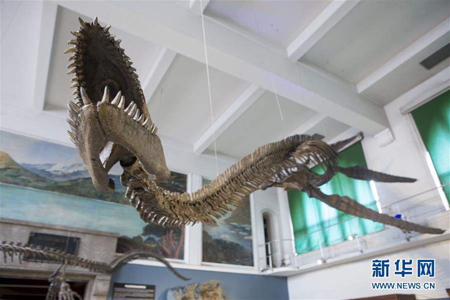 （國(guó)際）（5）阿根廷修復(fù)罕見的蛇頸龍骨架化石